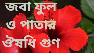 জবা ফুল ও পাতার ঔষধি গুণ 🌺🌿 Hibiscus Flower and Leaves : Health Benefits Tips Bangla