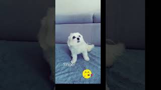 Sunday singing #dog #maltese #maltanczyk #maltesedog #doglover #dogs #malteselovers #funny #singer