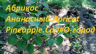 Абрикос  Ананасный.Apricot Pineapple.Сад#О-город