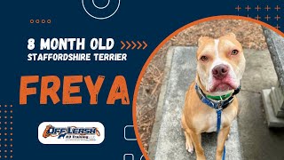 Staffordshire Terrier , 8m/o, "Freya" | Amazing Staffy Obedience Training Spokane