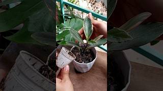 Repotting Rainbow Peperomia Plant & Tips for Peperomia Better Growth