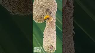 Nature's Tailors Birds and Their Incredible Nest-Making Skills #birds #nature