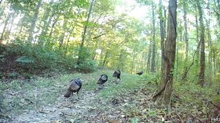 turkeys clucking