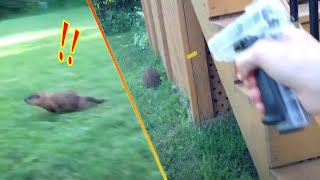 Shooting a Ground Hog for eating my roses