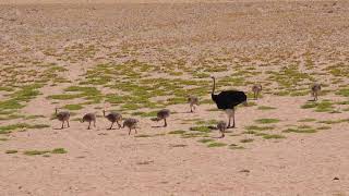 A caring mother bird Ostrich and her babies walk and feeding in the desert