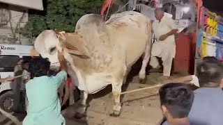 Big Brahman Bull Unloading Karachi I Bakra Eid 2022