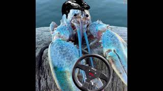 Initial D: Lobster Stage