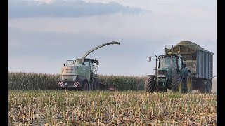 Kukurydza na kiszonkę 2019! | 2x JohnDeere | 2x Massey Ferguson | Claas Jaguar | Jcb |