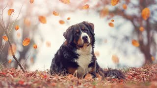 Bernese Mountain Dog Exercise Mental Stimulation