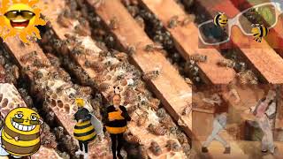 Let's Grow our Bee Hives With AAP Song!