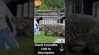 How To Lure Crocodile - Crazy Crocodile Attack   #shorts