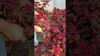 Amazing Coleus Plant Varieties #shorts #short #beauty #beautiful #coleus #plants #reels #foryou