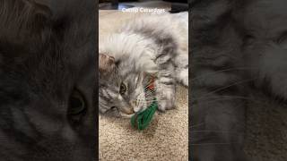 To celebrate hitting 4K subs I got Bruno a catnip carrot toy! #mainecoon #catlover #funnycat