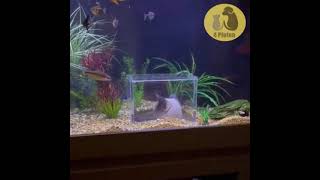 In unseren Häusern ist alles für Katzen 😊👍😊 katze und aquarium 😊