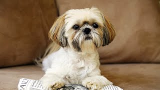 The Shih Tzu: A Little Popular Dog