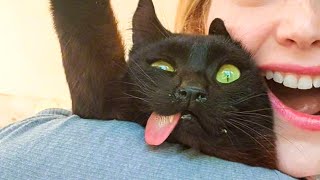 🤣 Funniest 😻Cats And 🐶 Dogs - Try Not To Laugh - Funny Pet Animals' Life 😇