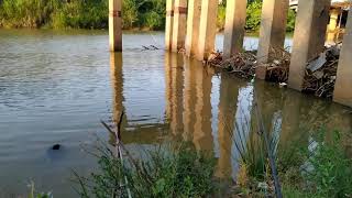 Mancing ikan baung di kali cipunagara subang