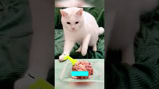 🐕 Funny Cats 2024😂 Cute Cats Videos 🐱 🐕 😄 Part 1722