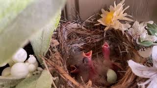 Bird Hatching||Heart touching video||Telugu Vlogs from USA