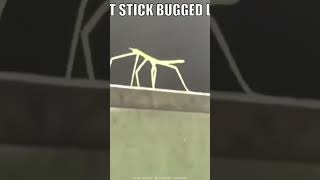 chipi or stick bug