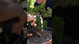 Acodo a pre bonsai de junípero itoigawa, domingo en El Soto, vídeo completo en el canal #bonsai