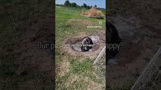 Kunekune pigs are so chill. #shorts #kunekune #farm