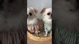 【みんなの視線を独り占め👗🌻♡】 ストライプオフショルワンピース着用動画🥰#shorts