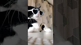 Nina the cat dance to Bingo Players' 'Rattle' ❤️😎