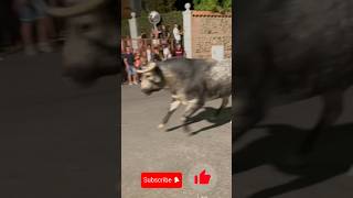 Encierro Alameda de la sagra 15-8-23 #encierro #toros #españa