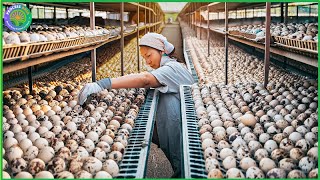 How China Farmer Raised Millions Quail For Meat, Eggs - Quail Farm - Quail Processing in Factory