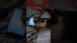 Gamer cat catches fish on mobile #catplaytime #catches #catchingfish #catching