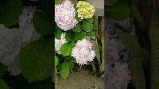 #shorts#youtubeshorts#hydrangeas#flowers#viralsong#video