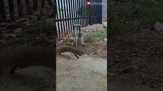 Funniest Cat vs Mongoose Fight | Kucing vs Garangan #funniestanimals