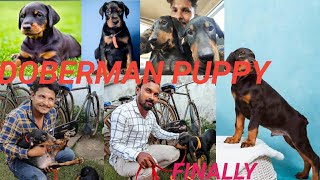 Doberman Puppies // 1 Month Old Doberman Puppies !! Best Of Doberman  Supper Intelligent Dog 2023