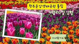 청주문암생태공원튤립 #청주튤립 #문암생태공원 #튤립