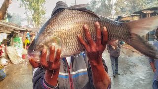 Awesome Fish Falling Slow Motion|| Work is underway to bring the fish to market|| HD