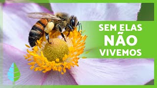 A importância das abelhas 🐝 Sem ELAS MORREREMOS? DESCUBRA AQUI!