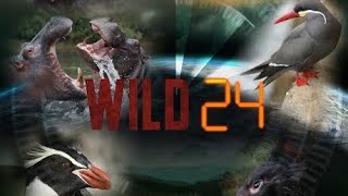 Wild 24 Ekvator-Belgesel