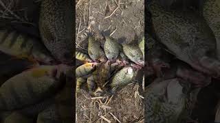 Excelente pesca de crappies#crappies #fishing