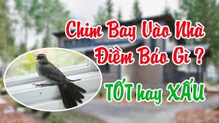 PHONG THỦY 24H | Chim bay vào nhà là điềm báo gì, tốt hay xấu