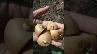 let's plant potatoes #nature #farming #potato #shorts