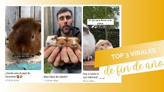 Top 3 virales de fin de año 🐹