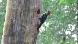 Melanerpes pucherani | Black Cheeked Woodpecker