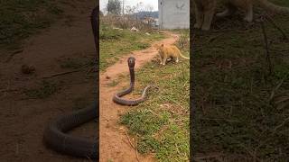 বিড়ালের সাথে সাপের লড়াই | Cat vs Snake Fight #snake #cat