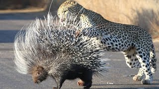 Porcupine vs leopard. #porcupine #leopard #wildlife #world