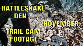 NOVEMBER TIMBER RATTLESNAKES