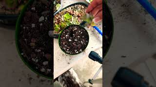 Repotting baby succulents: Graptoveria St. Fred Ives #succulentsforbeginners #plants #succulents