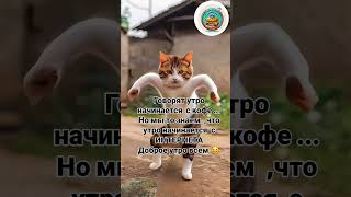 Доброе Утро Всем 😘#юмор #прикол #смешно #котики #смех #мем #шортс