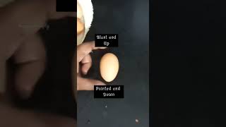 How to store eggs | Stay fresh for longer