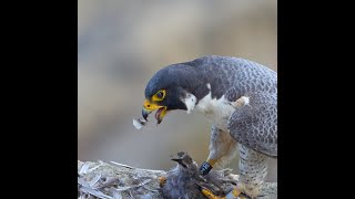 Peregrine Falcon Cleaning up hunt in the morning